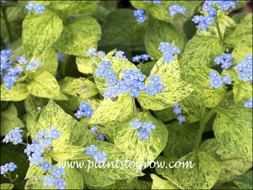 This was a striking colored plant in the spring.  Faded to green in the heat of the summer.